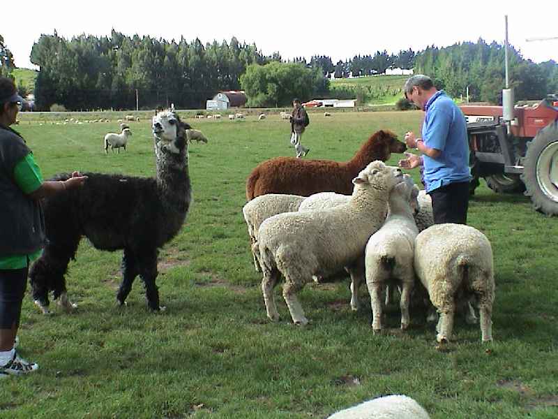 Farm